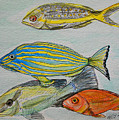 The Snapper Four