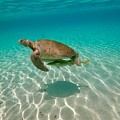 Sea Turtle
